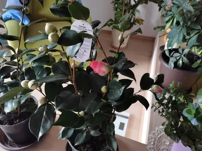 a plant in a pot on a table with other plants at BALCON Apartments in Bled