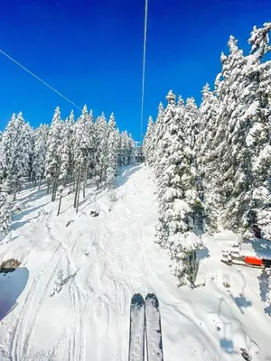 a pair of skis in the snow in front of trees at Sunshine Apartments Golte - Sauna in Mozirje