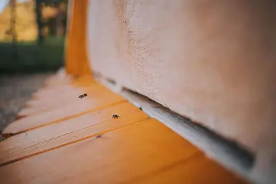 a couple of bees sitting on a wooden bench at Sleeping with bees - Tourist farm Muha in Grosuplje
