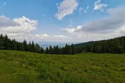 a green field with trees on the side of a hill at APARTMA NIKA in Ribnica na Pohorju
