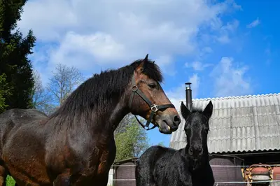 a brown horse and a black horse standing next to a building at Grajska kmetija in Kočevje