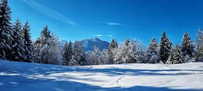 a snow covered field with trees and a mountain at Apartma Uršič in Kranjska Gora