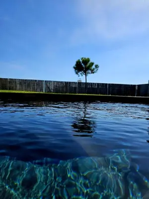 a tree in the middle of a body of water at VOO residence in Malečnik