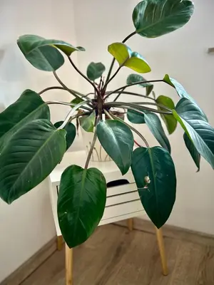a plant with wooden sticks in a room at Garden House in Kranj