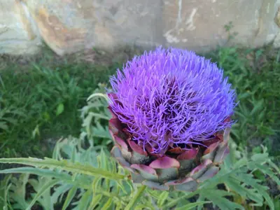a close up of a purple flower in the grass at Tomažev SVET in Zgornje Škofije