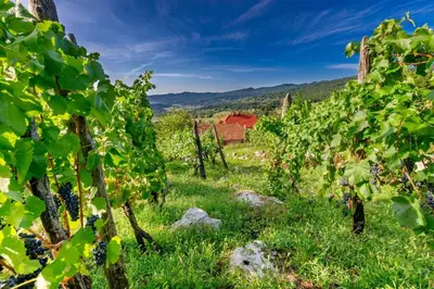 a field of vines with a red barn in the background at River View Suite Mlinar Private Beach - Happy Rentals in Metlika