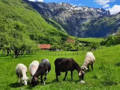 a group of cows grazing in a field of grass at Apartment Pretner, Lepena in Soča