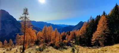 a view of a forest with trees and mountains at Apartment Pretner, Lepena in Soča