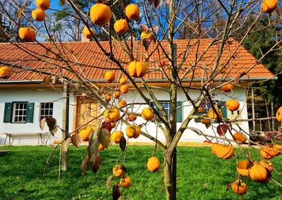 a tree with oranges on it in front of a house at Turistična kmetija Hiša ob gozdu pri Ptuju in Ptuj