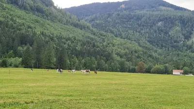 a group of horses in a field in front of a mountain at Radovna Mountain Valley Cottage in Zgornje Gorje