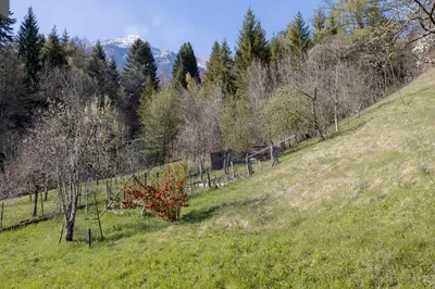 a field with trees and a mountain in the background at Apartma Hči planin in Bovec