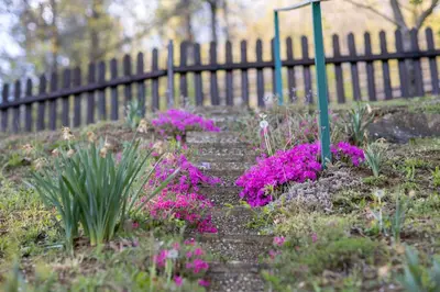 a garden with purple flowers and a fence at Hiška pod Rudnico 2 in Podčetrtek
