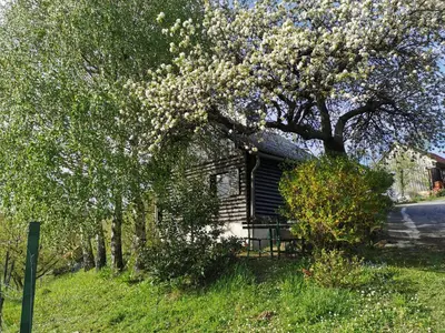 a tree with white flowers in front of a house at KOZJANSKA KOČA in Podčetrtek
