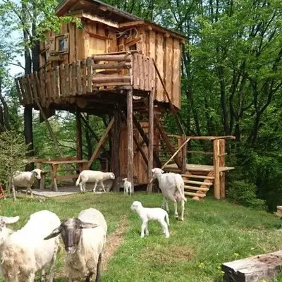 Treehouse Toplak