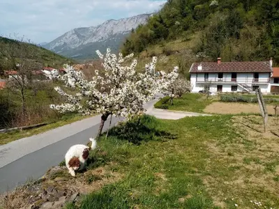 a dog standing on the side of a road next to a tree at Apartma Moser in Podnanos