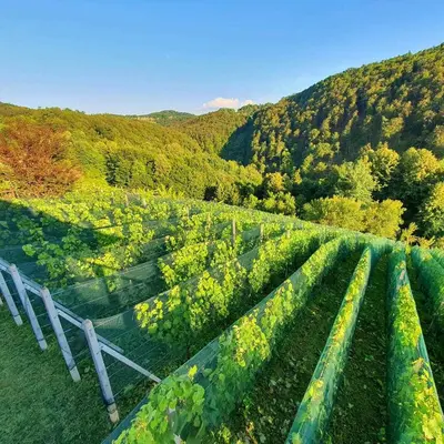 a bunch of green crops in a field at Holiday home in Trebnje Kranjska Krain 42897 in Trebnje