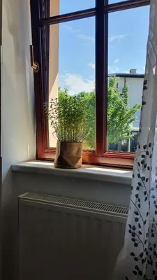 a window with a potted plant sitting on a window sill at Apartma Bovec Center in Bovec