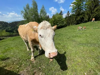 a brown and white cow standing in a grassy field at Mountain View Cottage in Kamnik