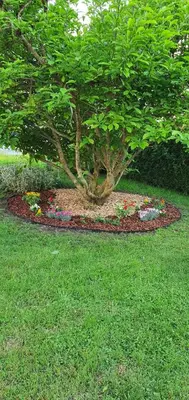 a garden with a tree and flowers in the grass at Hiša Rodica in Bohinj
