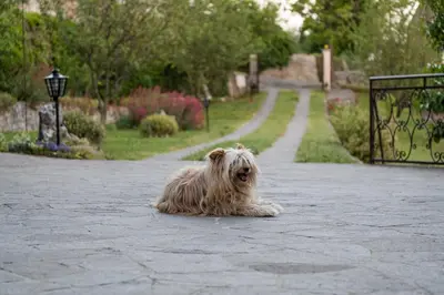 a dog laying on the ground in a driveway at Apartma ODDIH in Dutovlje