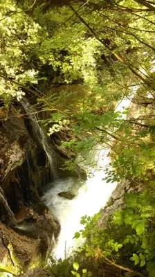 a river in the middle of a forest with trees at Studio Brnat in Kobarid