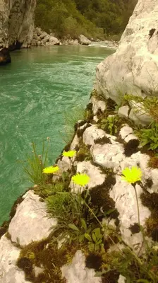 a group of yellow flowers on rocks next to a river at Studio Brnat in Kobarid