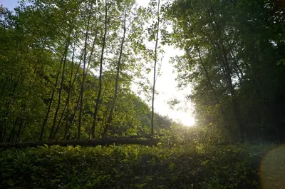a forest with the sun shining through the trees at Apartments with Private Saunas - WELLNESS Gobi in Podčetrtek