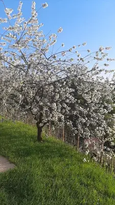 a tree with white flowers on it in the grass at Haloze na dlani - Haloze in your hand, hiša s pogledom na hribe - a house vith a view of hills in Gruškovec