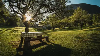 a bench sitting under a tree in a field at Roja House in Soča