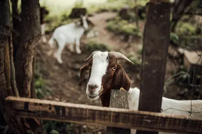a brown and white goat looking over a fence at Apartment Island Country House in Savinja Valley in Žalec