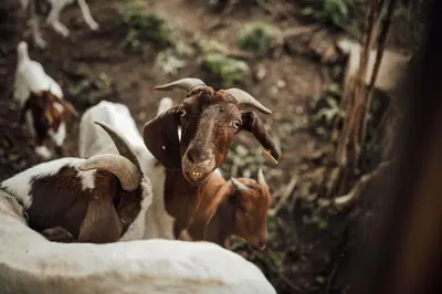 a group of goats standing in a field at Apartment Island Country House in Savinja Valley in Žalec