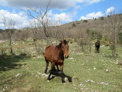 a brown horse standing in a field of grass at Apartma Qbed in Gračišče
