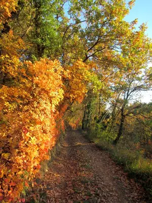 a dirt road with autumn leaves on it at Apartma Qbed in Gračišče