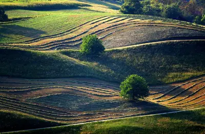 an aerial view of a field with trees on it at Apartments Cvetje v Jeseni in Škofja Loka