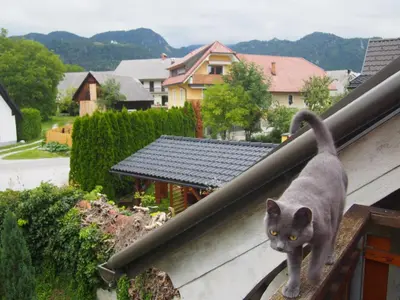 a gray cat standing on the edge of a roof at Tony's Old Farm in Begunje na Gorenjskem