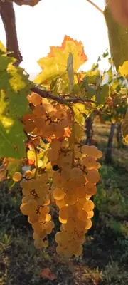 a bunch of grapes hanging from a tree at A lovely house in Vipava valley in Vipava