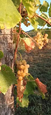 a bunch of grapes hanging from a tree at A lovely house in Vipava valley in Vipava