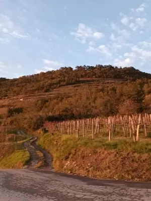 a road on the side of a hill with trees at A lovely house in Vipava valley in Vipava