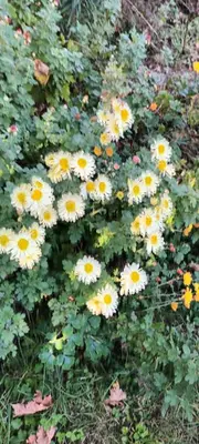a bunch of white and yellow flowers in a garden at A lovely house in Vipava valley in Vipava