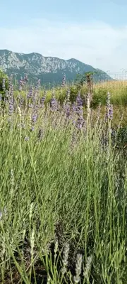 a field of purple flowers with mountains in the background at A lovely house in Vipava valley in Vipava