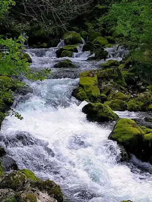 a stream of water with rocks and trees at Pri Zajcu in Bovec