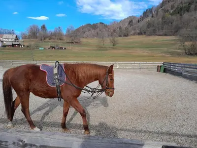 a brown horse is walking in a corral at Turistična kmetija Marovt in Bled