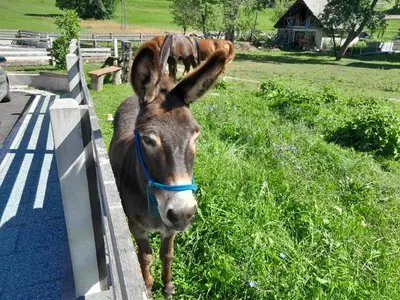 a donkey is standing next to a fence at Turistična kmetija Marovt in Bled