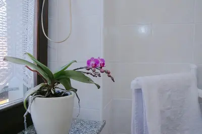 a purple flower in a white pot in a bathroom at Rooms Pri Lovrižu in Kobarid