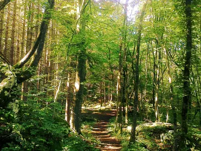 a dirt trail in a forest with trees at Rooms Jurca in Postojna