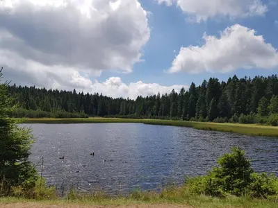 a large lake with ducks swimming in the water at Brunarica 6A - Pohorje - Trije Kralji - Druzinsko smucisce in Oplotnica