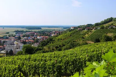 a view of the napa valley from the hills of a vineyard at Počitniška hiška pod Hadikom in Lendava