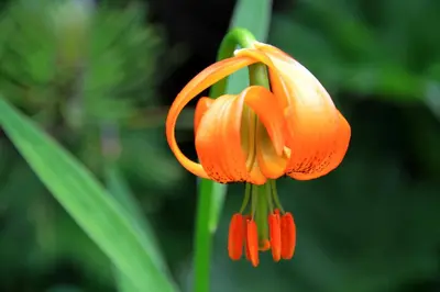 a close up of a orange flower with buds at Apartments Vila Jelka in Bohinj