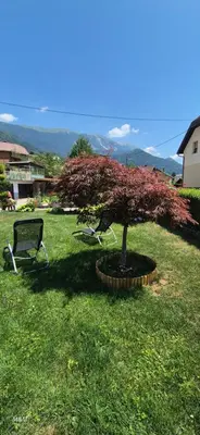 a tree in the middle of a yard with a bench at Kiara Apartments & Rooms in Jesenice
