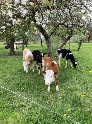 a group of cows grazing in a field with trees at Vila Mir - Apartment in Begunje na Gorenjskem